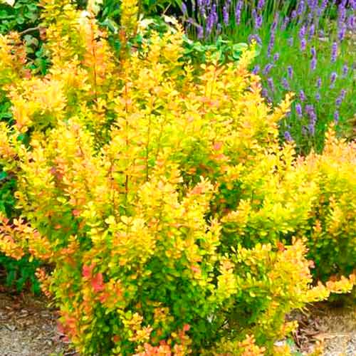 Берберис Orange Torch изображение 1 артикул 5588