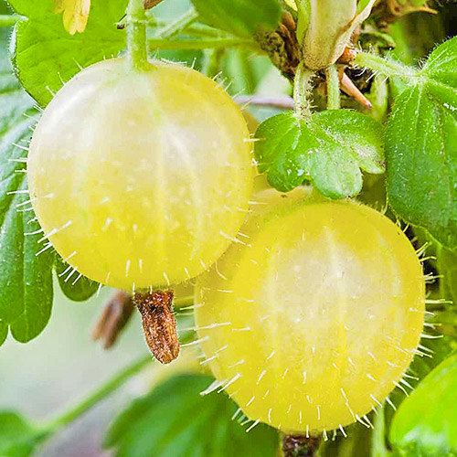 Цариградско грозде Verde изображение 1 артикул 7686