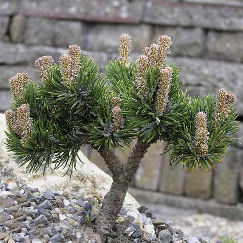 Бор хималайски Jacobsen, C4 изображение 1 артикул 8251