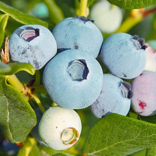 Боровинка синя Chanticleer изображение 1 артикул 4689