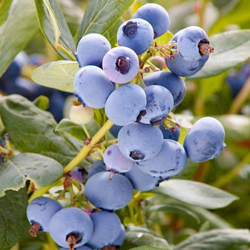 Боровинка синя Meader изображение 1 артикул 4691