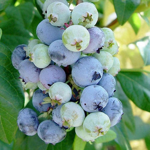 Боровинка синя Rubel изображение 1 артикул 4693