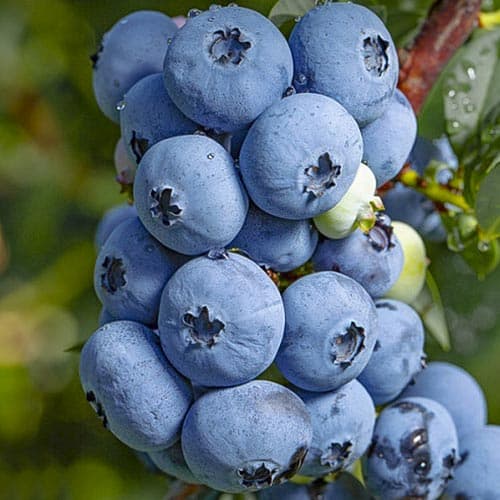 Боровинка синя Sierra изображение 1 артикул 4694