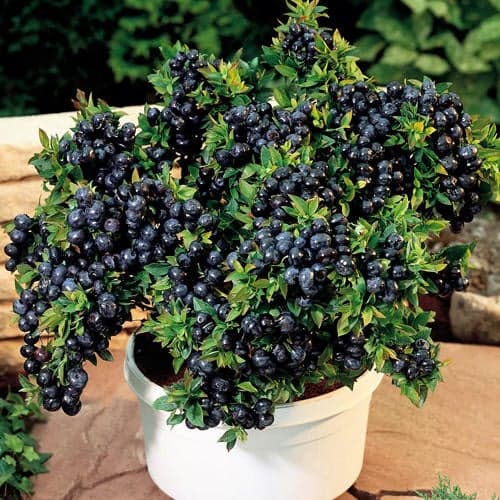 Боровинка синя Top Hat, P9 изображение 1 артикул 9243