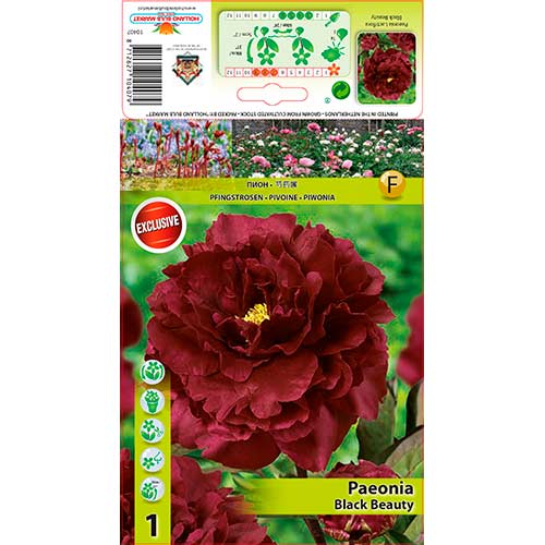 Божур Black Beauty артикул фото 1 Божур Black Beauty изображение 1 артикул 76335