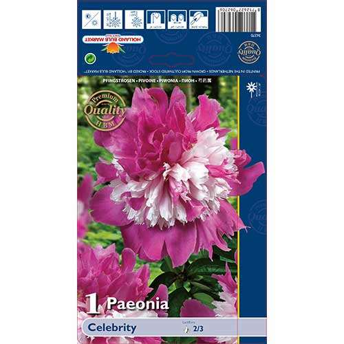 Божур Celebrity артикул фото 1 Божур Celebrity изображение 1 артикул 76129