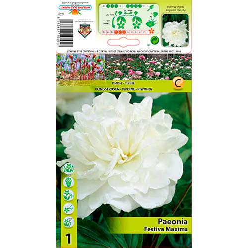 Божур Festiva Maxima артикул фото 1 Божур Festiva Maxima изображение 1 артикул 76337