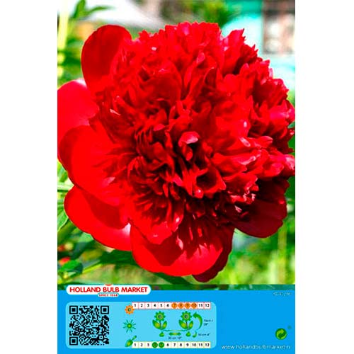 Божур Red изображение 1 артикул 76486