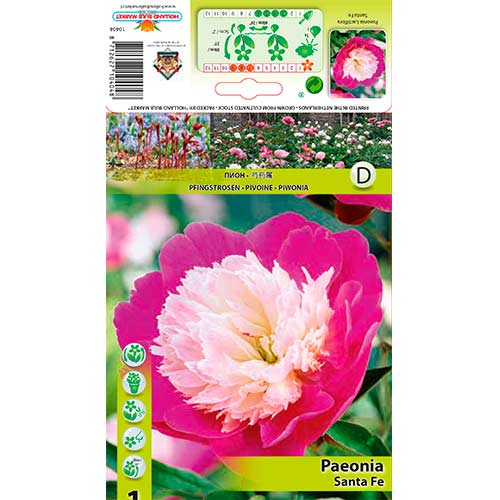 Божур Santa Fe артикул фото 1 Божур Santa Fe изображение 1 артикул 76339