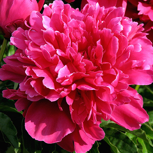 Божур Victoire de la Marne изображение 1 артикул 70445