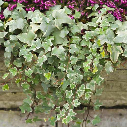 Hedera helix Bialystok, С2 изображение 1 артикул 8217