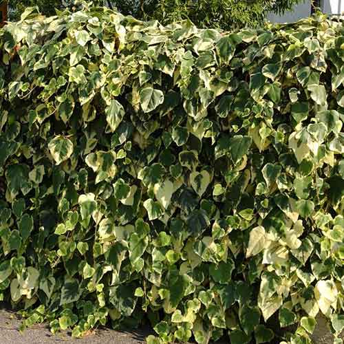 Бръшлян Gloire de Marengo изображение 1 артикул 4774