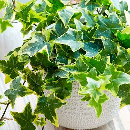 Бръшлян Golden Child изображение 1 артикул 4778