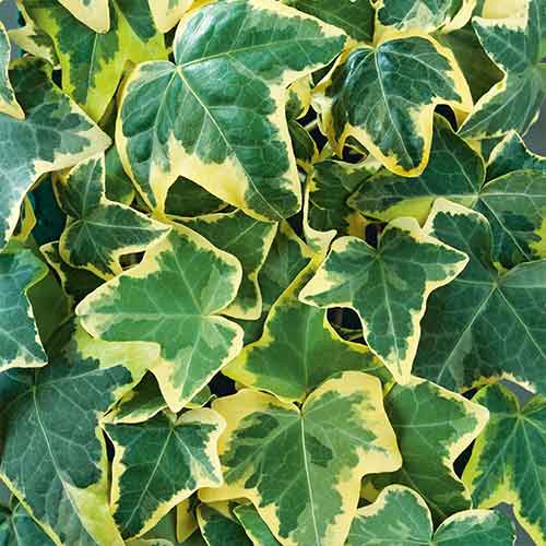 Бръшлян Golden Mathilda изображение 1 артикул 4779