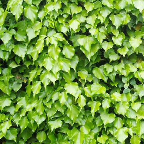 Бръшлян Green Ripple изображение 1 артикул 4780