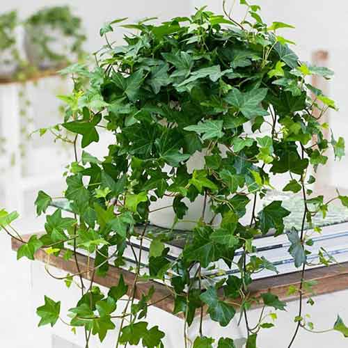 Бръшлян helix изображение 1 артикул 4776