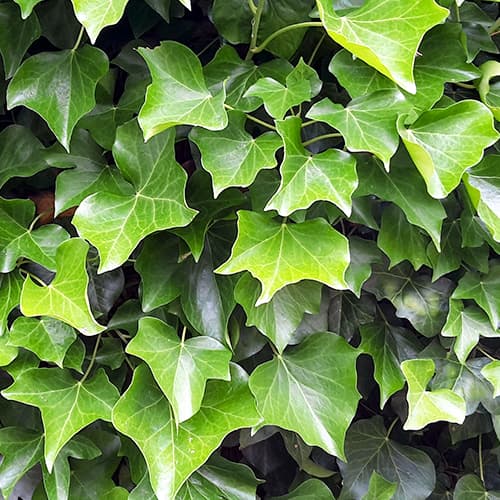 Бръшлян hibernica, P9 изображение 1 артикул 9081