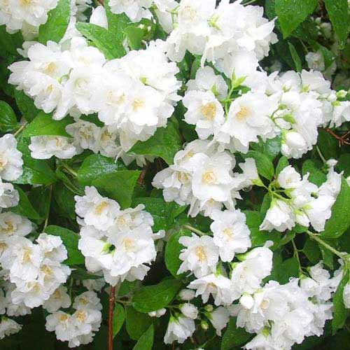 Булчински венец Mont Blanc изображение 1 артикул 9108