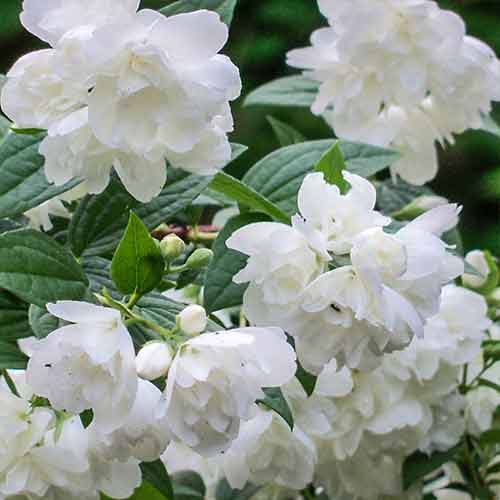 Булчин венец Rosace изображение 1 артикул 4788