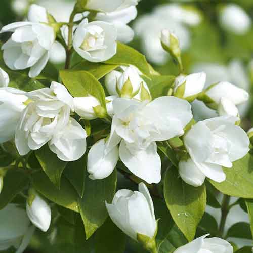 Булчин венец Virginal изображение 1 артикул 4787