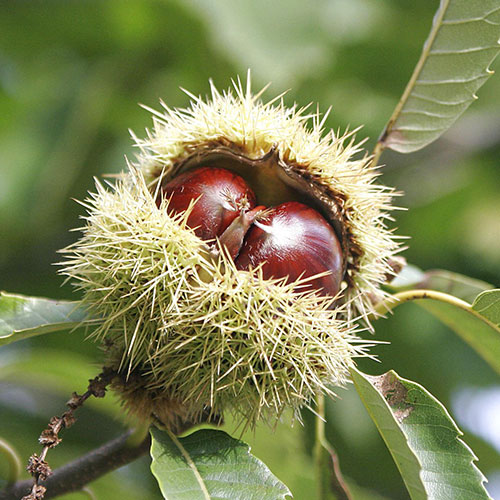 Кестен сладък изображение 1 артикул 9232