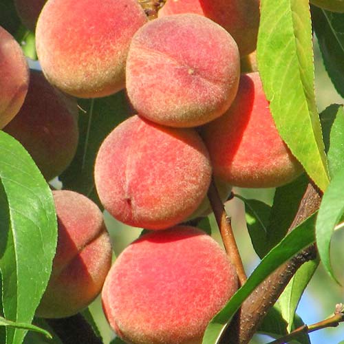 Праскова Peace артикул фото 1 Праскова Peace изображение 1 артикул 6941