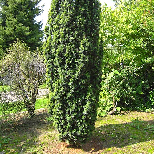 Тис Wojtek артикул фото 1 Тис Wojtek изображение 1 артикул 9410