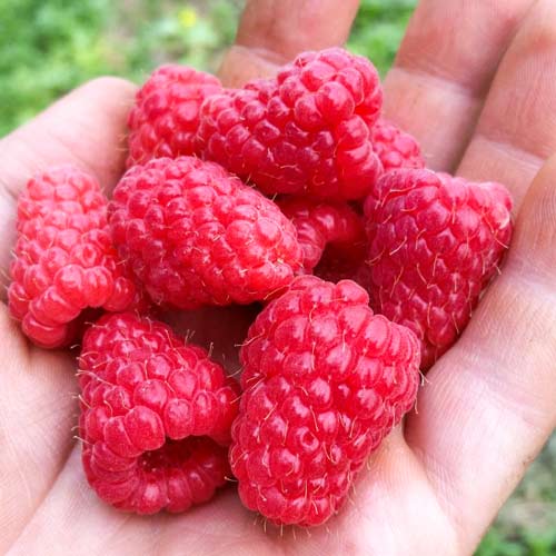 Малина Tulameen изображение 1 артикул 7624