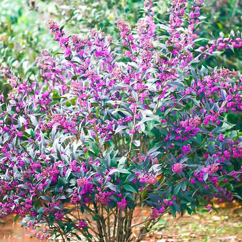 Callicarpa Pearl Glam изображение 1 артикул 5589