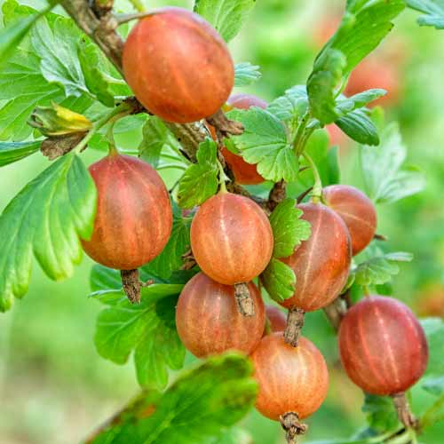 Цариградско грозде Captivator изображение 1 артикул 7593