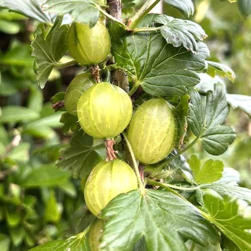 Цариградско грозде Invicta изображение 1 артикул 7647