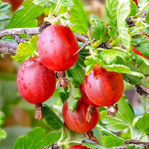 Цариградско грозде Spinefree изображение 1 артикул 7648