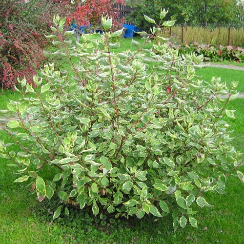 Обикновен дрян Elegantissima изображение 1 артикул 9569