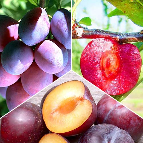 Супер предложения! Комплект сливи, 3 разсада изображение 1 артикул 5185