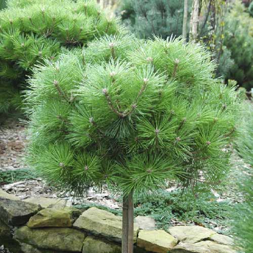 Черен бор Brepo, C5 изображение 1 артикул 8255