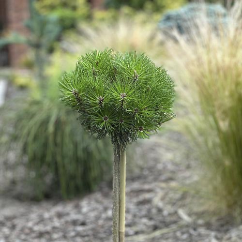 Черен бор Merci PBR, C5 изображение 1 артикул 8256