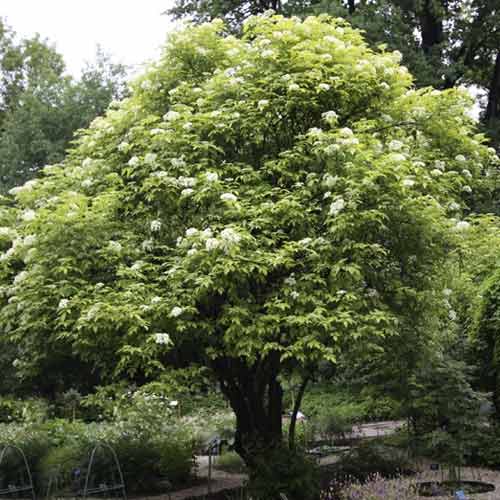 Черен бъз Aurea, С3 изображение 1 артикул 8576