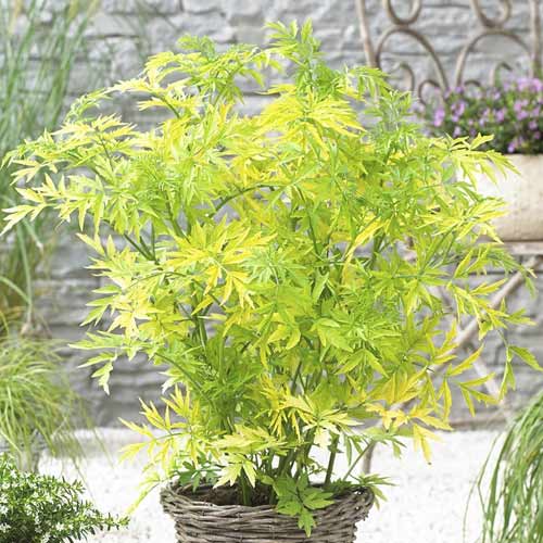 Черен бъз Golden Tower PBR, С3 изображение 1 артикул 8578