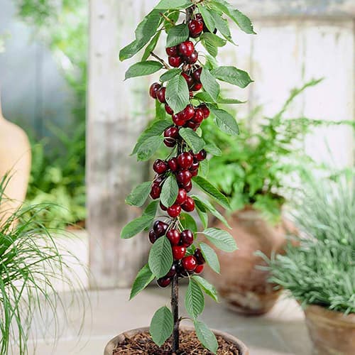 Череша колона Black изображение 1 артикул 1946