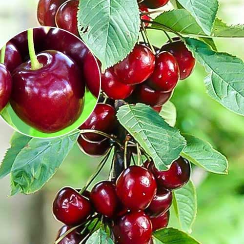 Череша колона Helene изображение 1 артикул 1925