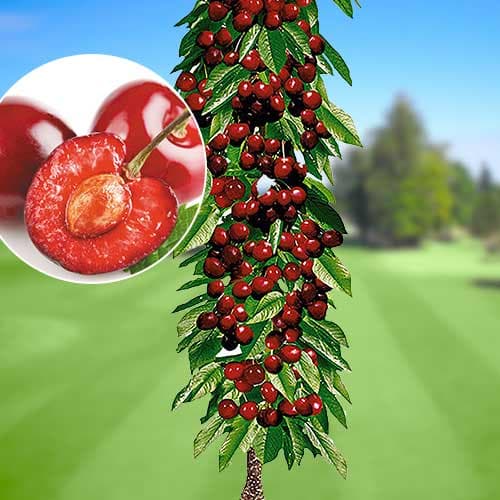 Череша колона Queen Marry, С2 изображение 1 артикул 1921