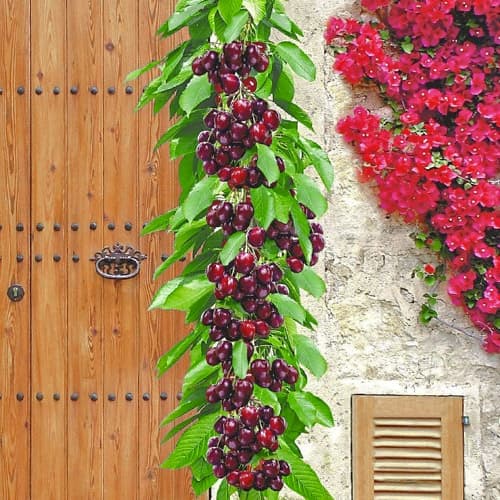 Череша колона Victoria, С2 изображение 1 артикул 1923