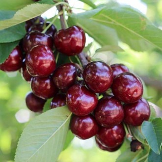 Череша Royal Helen изображение 1 артикул 4870