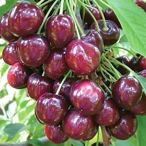 Череша Sabrina артикул фото 1 Череша Sabrina изображение 1 артикул 6926