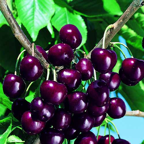 Череша Skeena артикул фото 1 Череша Skeena изображение 1 артикул 4871