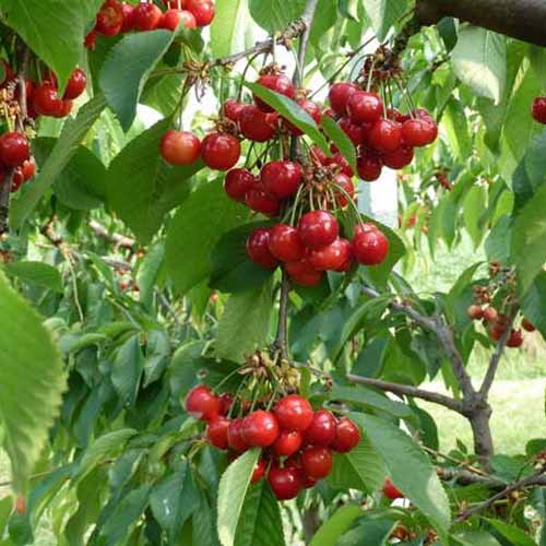 Череша Swing артикул фото 1 Череша Swing изображение 1 артикул 4872