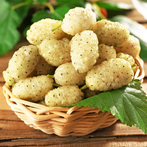 Черница бяла, P9 изображение 1 артикул 5858