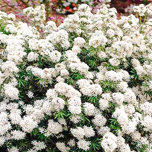 Choisya White Dazzler изображение 1 артикул 5594