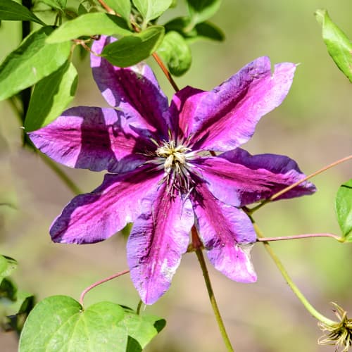 Clematis Akaishi, С2 изображение 1 артикул 5463