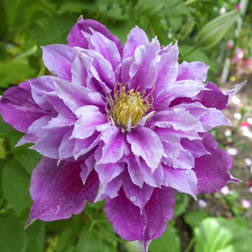 Clematis Birthday Girl, С2 изображение 1 артикул 5466
